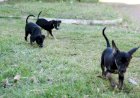 Adoção Responsável: 11 Animais Buscam um Novo Lar em Várzea Grande