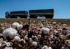 Exportações de MT alcançam 157 países e geram US$ 25,95 bilhões em 2024