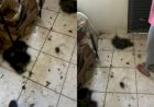 Morador é preso após polícia encontrar 5 gatos mortos dentro de casa e alega ritual de bruxaria