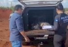 Cerca de 45 quilos de drogas foram incinerados pela Polícia Civil em Canarana