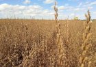 Gergelim se firma como segunda safra promissora e alternativa estratégica em Mato Grosso