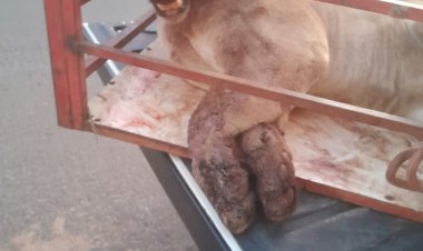 Onça-parda resgatada em Campinápolis é levada à Goiânia