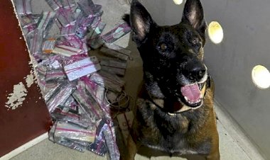 Cães farejadores dão apoio à Polícia Penal em buscas por celulares e drogas em presídios de MT