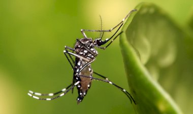 SES divulga painel de monitoramento para infecções transmitidas pelo mosquito Aedes Aegypti