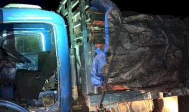 Caminhoneiro é preso por transportar carga ilegal de pau-brasil na região do Araguaia