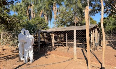 Em Campinápolis, disseminação do vírus da gripe aviária é contido e animais abatidos e enterrados