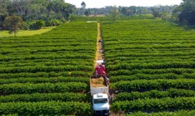 Governo de Mato Grosso isenta taxa de inscrição estadual para produtores rurais