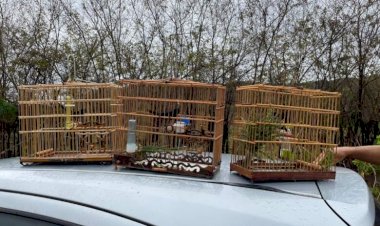 Polícia Civil prende dois homens por captura ilegal de pássaros silvestres na região do Araguaia