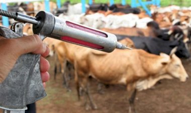 Indea realiza reunião urgente com produtores após confirmação de foco de raiva no PA Santo Idelfonso