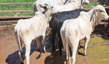 Polícia Civil prende suspeito e recupera 29 cabeças de gado furtadas de propriedade na zona rural de Araguaiana