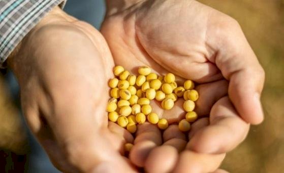 Sicredi disponibiliza R$ 66,5 bilhões no Plano Safra 2024/2025