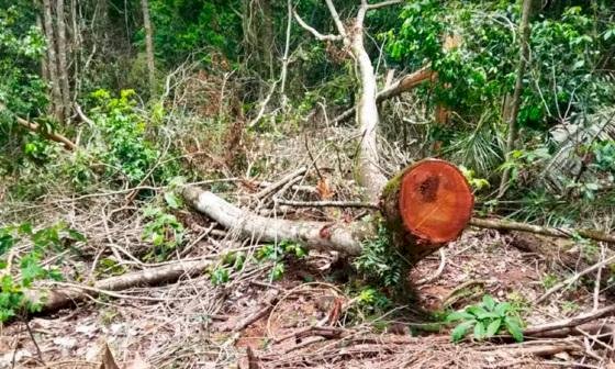 Mato Grosso reduz desmatamento em 43%, mas segue entre os que mais derrubam florestas no país
