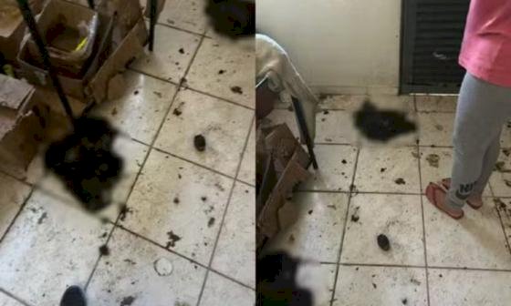 Morador é preso após polícia encontrar 5 gatos mortos dentro de casa e alega ritual de bruxaria