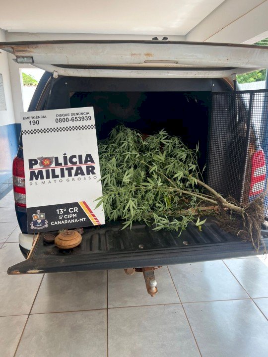 Mulher é detida pela PM por cultivo de planta de maconha em residência no Bairro Bela Vista, em Canarana