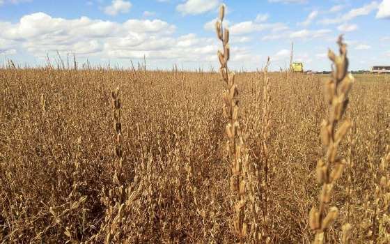 Gergelim se firma como segunda safra promissora e alternativa estratégica em Mato Grosso