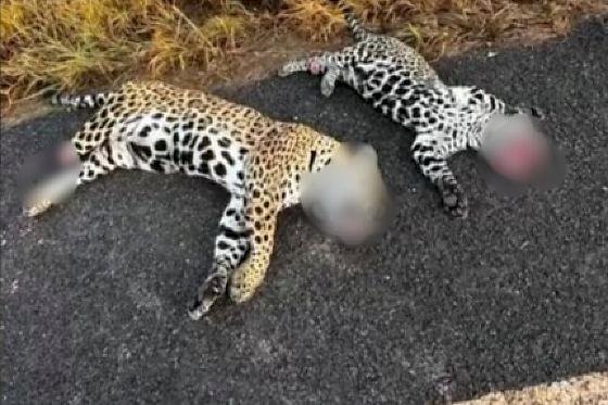 Duas onças-pintadas são encontradas mortas em rodovia de MT
